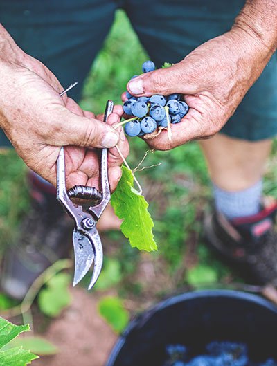 L'histoire du Domaine du Courbiès